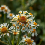 Questo puoi odorarlo: l’odore della camomilla romana che avvolge come una coperta calda