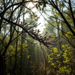 Questo puoi odorarlo: l’odore dei cardi selvatici che si seccano al vento d’estate