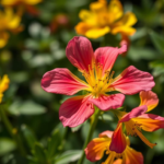 Questo puoi odorarlo: il profumo dei fiori di tiglio che riempiono l’aria di giugno